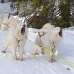 Telma och Glazkova starten pål DP60 i Koppången