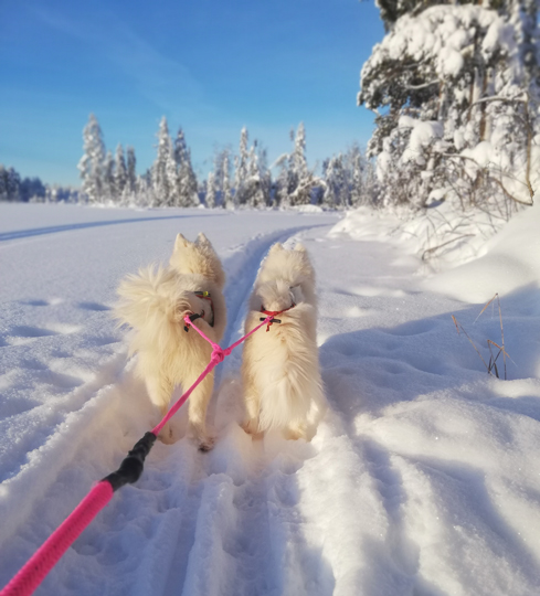 Glazkova och Wintra på skidtur