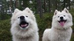 Glazkova 10 mån. Svea 4 år