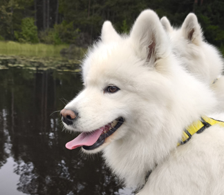 Glazkova 8 år