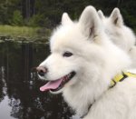 Glazkova 8 år