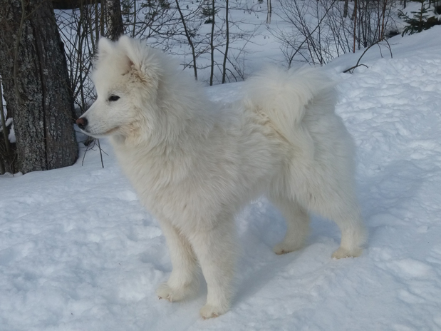 Glazkova of Snow 6 mån.