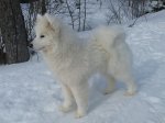 Glazkova of Snow 6 mån.