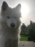 Glazzen 6 år
