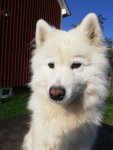 Glazkova 7 år