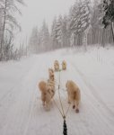 En dimmig dag i Hamra med Litoja Glazkova Svea Telma Tarisha