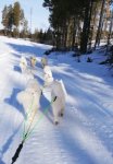 Hemmatur:Svea Litoja Jinja Glazkova Wintra Telma