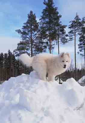 Hilton 6 månader
