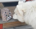 Hilton hälsar på en "katt"
