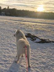 Skidor med Hilton på Kvarnsjön