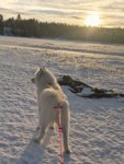 Skidor med Hilton på Kvarnsjön