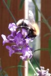 Humla på en Lavendel
