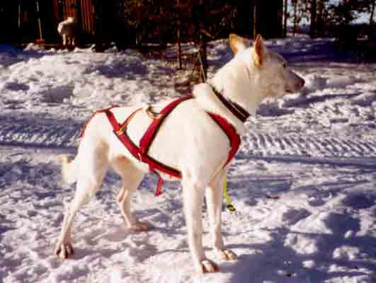 Milk (Alaskan-Huskey) 6 år