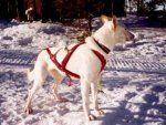 Milk (Alaskan-Huskey) 6 år