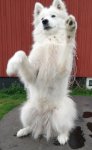 Jinja "High Five"