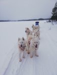 Jinja,Glazkova,Borga,Svea,Hilton,Wintra på slädtur