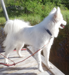 Jinja på badbryggan