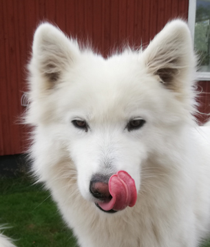 Jinja slickar sig om munnen