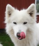 Jinja slickar sig om munnen