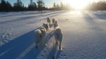Julafton i Hamra:Telma,Litoja,Svea,Aiga,Northon,Tarisha