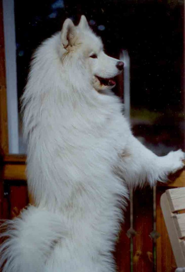 Karloff 4 år