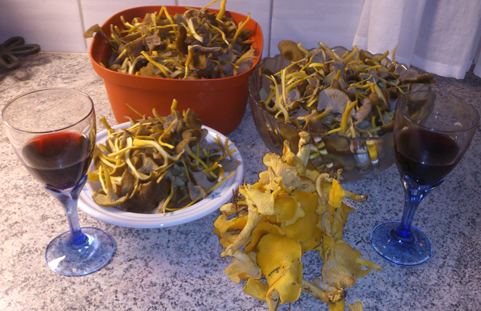 Trattkantareller och Gul Kantarell