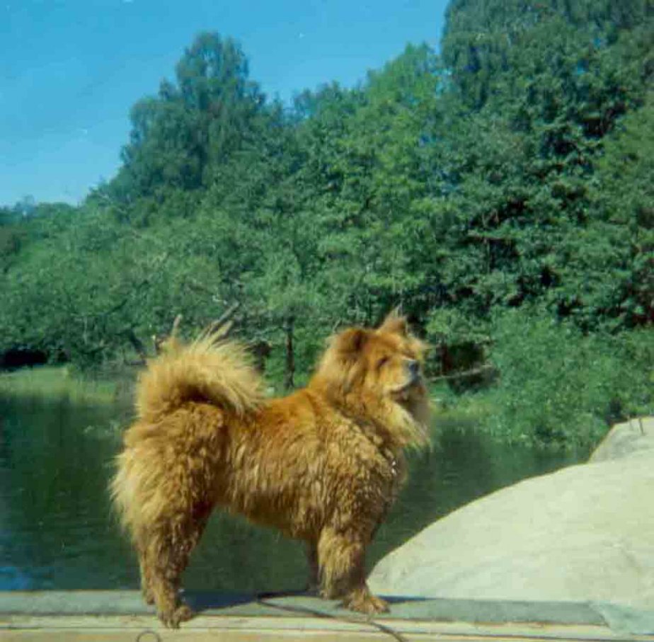Chow-Chow Rickie 5 år