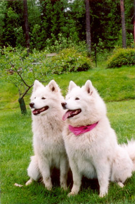 Birka och Marsjenka