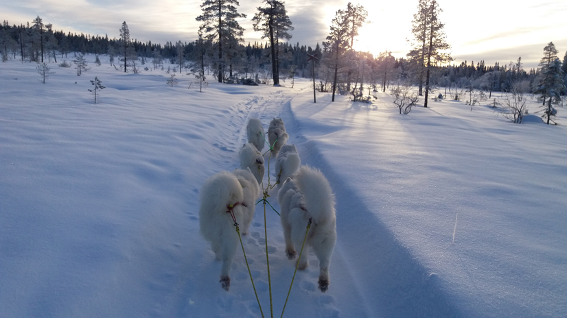 Telma Litoja Aiga Svea Northon Tarisha i Koppången