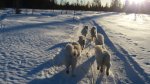 Telma Litoja Svea Aiga Northon Tarisha i Koppången