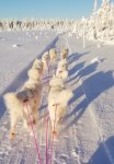 Koppången: Svea Litoja Jinja Wintra Glazkova Telma Tarisha