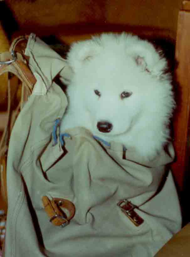 Laika 2 mån. gillade min ryggsäcken