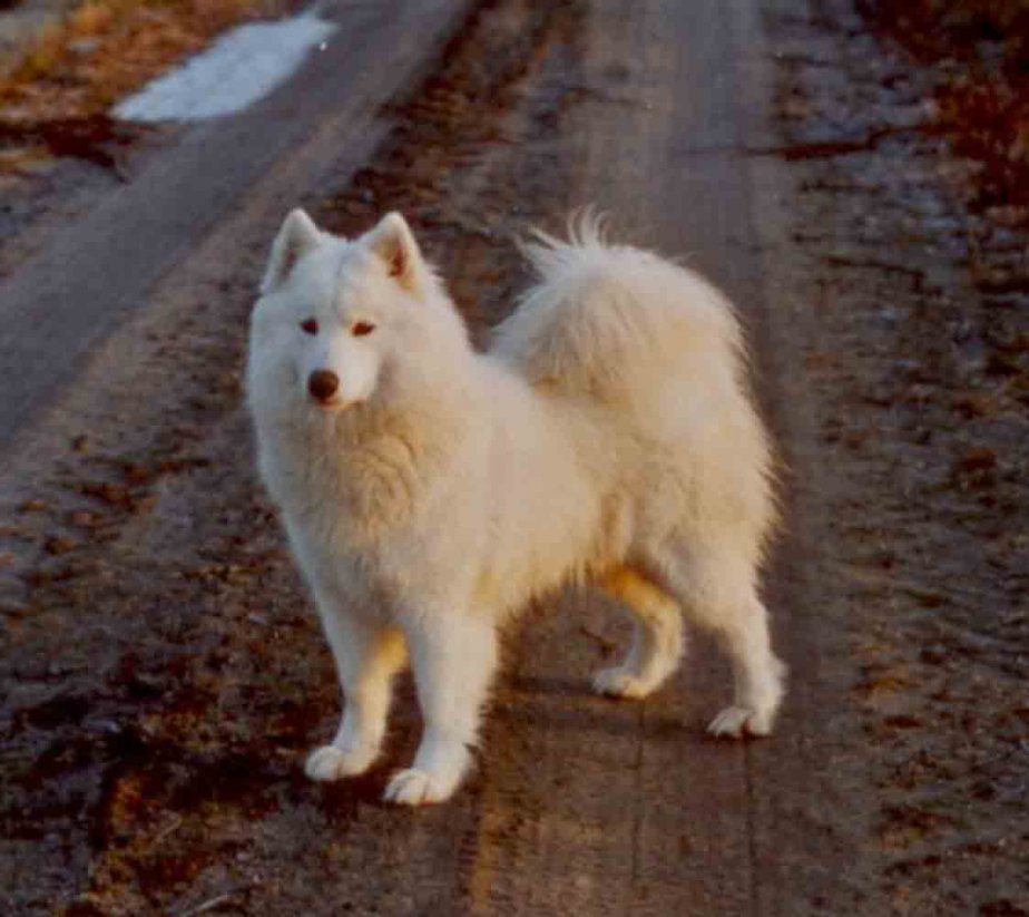 Laika 3 år