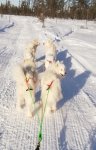 Litoja, Jinja, Svea, Glazkova, Wintra, Telma fin tur hemma.