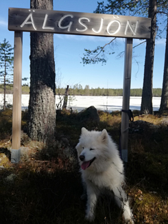 Litoja vid Älgsjön