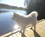 Litoja på badbryggan i Los