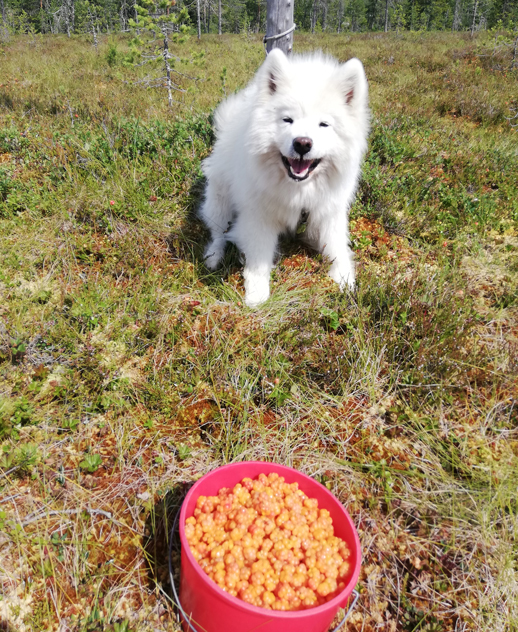 Litoja med på hjortronplockning