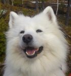 Great Taigans Litoja 4 år