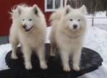 Mamma Litoja 6 år och Aiga 2 år