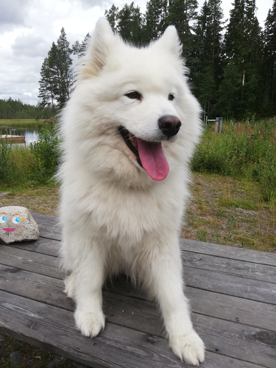 Great Taigans Litoja 10 år