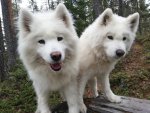 Litoja och Telma på skogspromenad