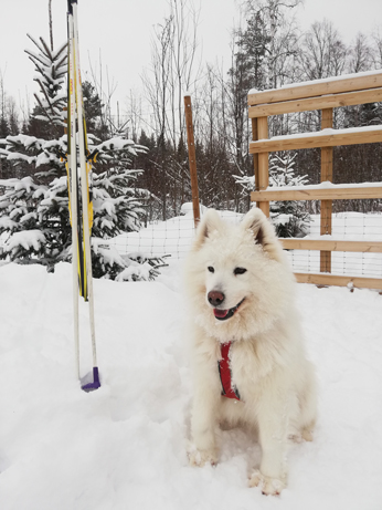 Litoja väntar på en skidtur