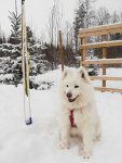 Litoja väntar på en skidtur