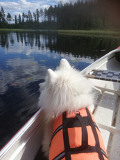 Litoja åker med i kanoten