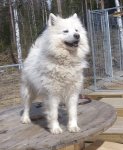 Litoja upp på bordet