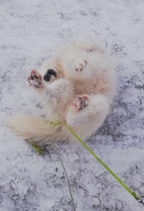 Litoja gillar att rulla runt i snön