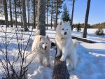 Litoja och Svea på ön i Kvarnsjön