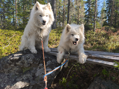 Svea och Litoja i skogen