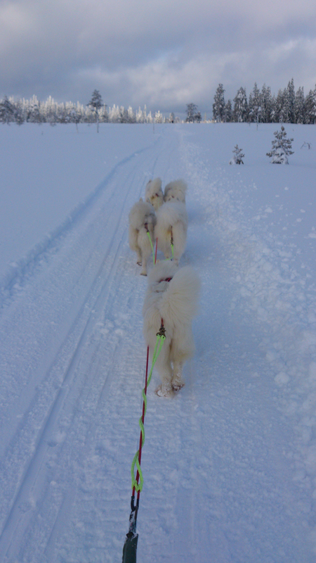 Koppången 2x3mil:Telma,Litoja,Irma,Northon,Tarisha