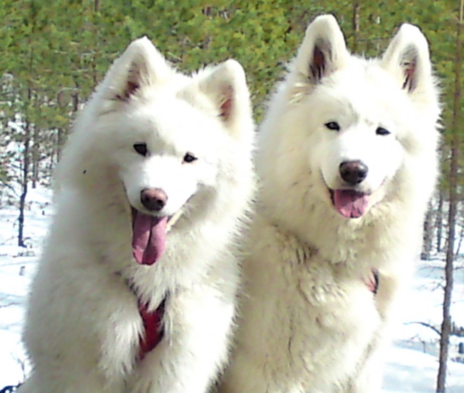 Mira och Irma